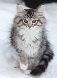 what a magnificent cat katzen lustige katzen tiere