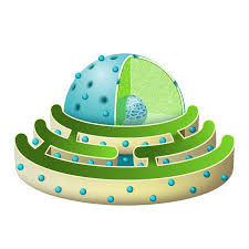 Maybe you would like to learn more about one of these? Structure Of Nucleus And Rough Endoplasmic Reticulum Parts Of The Cell Nucleus Nuclear Envelope Nucleoplasm Nuclear Matrix Chromatin And Nucleolus Endoplasmic Reticulum Is A Continuous Membrane Which Is Present In Plant Cells