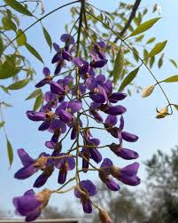 Image result for Bolusanthus