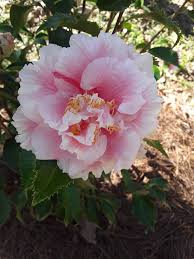Camellia Frances Eugene Phillips With Images All Flowers Camellia Plants