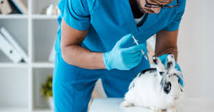 Comme ce sont plutôt des chasseurs nocturnes, il est conseillé de rentrer les lapins pour la nuit. Faire Vacciner Son Lapin Comment Ca Marche