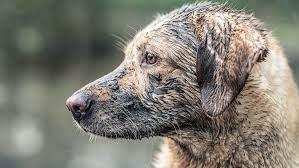 I love dogs, well all animals actually, so would love to help you capture their unique little traits. Pet Photography Course