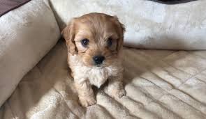 I am white with unique black patches. Cavapoo Puppy 1 Left Price Reduced Nex Tech Classifieds