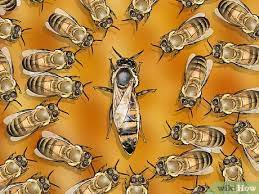 التعرف على ملكة النحل wikihow