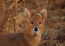 Maybe you would like to learn more about one of these? Chinese Water Deer Facts Habitat Diet Life Cycle Baby Pictures
