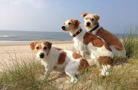 Kromfohrlander Vom Flawenjupe Kromfohrlander Zucht In Verl Kromfohrlander Projektkromfohrlander Einkreuzkromi Kr Kromfohrlander Welpen Hundepfoten Hunde