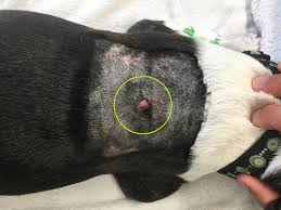 Image result for mastocytoma in dogs
