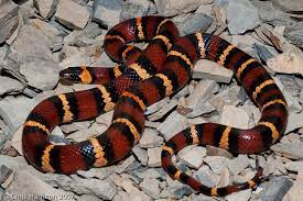 Dixon S Milksnake Lampropeltis Triangulum Dixoni Is Harmless But May Be Confused With The Eastern Coral Snake Micr Snake Lovers Beautiful Snakes Coral Snake