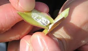 Image result for Cunonia