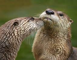 Metal Magnet Two North American River Otters Otter Travel California Usa River Otter Otters Animals Wild