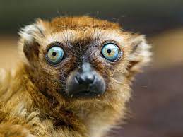 The Eyes Of The Sclater S Lemur Weird Animals Cute Animal Drawings Animals