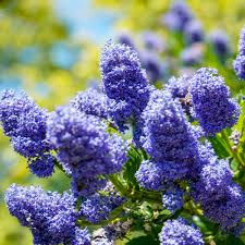 Image result for Eugenia aschersoniana