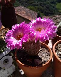 Send lasting smiles with a plant gift that will grow and flourish from 1800flowers®. Rainbow Hedgehog Cactus