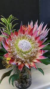 King Protea Song On India And Pincushion Arrangement Available At Vasetovase Com King Protea Pin Cushions Arrangement