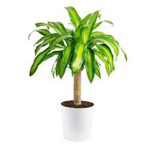 Image result for Dracaena steudneri