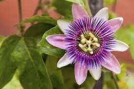 Passion Flower Care Tips For Growing Passion Flowers Passion Flower Types Of Flowers Flowering Vines