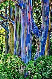 Reasons For Traveling Include Recreation Tourism Or Vacationing Research Travel The In 2020 Rainbow Eucalyptus Tree Rainbow Eucalyptus Tree Maui Rainbow Eucalyptus