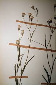 Image result for Emilia schinzii