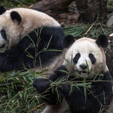 It takes 28 pounds of bamboo to satisfy a giant panda's daily dietary needs, and it. Giant Pandas No Longer Endangered In The Wild China Announces Giant Pandas The Guardian