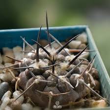 Image result for Gymnosporia oxycarpa