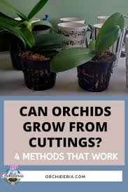 Image result for orchid cuttings