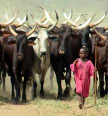 Cow Boy Africa West Africa African People