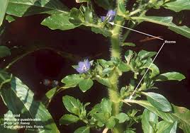 Image result for Hydrolea brevistyla