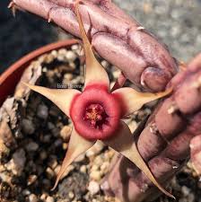 Image result for Huernia procumbens