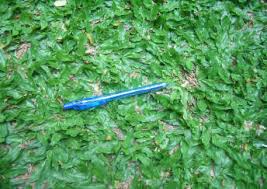 Bumn malaysia menyatakan minat terhadap komoditas jagung dan rumput laut kabupaten selain jagung, marditec juga meminati komoditas rumput laut. Jenis Turf