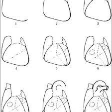 Nature travel horizontal banner vector. The Steps For Drawing A Sketch Of Human Heart 1 Right And Inferior Download Scientific Diagram