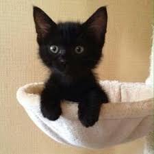 Cats Bigcats Littlecats Catlovers Funnycats Sillycats Cat Photography Catart 9lives Kittylove Litterbox Ilovecat Baby Animals Kittens Cutest Cute Baby Animals