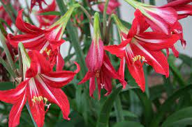 Fully bloomed flower of an unknown variety of amaryllis, presumably st. St Joseph S Lily The Laptop Gardener