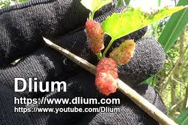 Image result for Morus indica