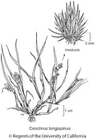 Image result for Cenchrus