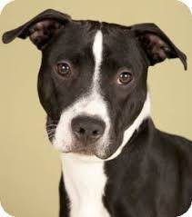 Black And White Pit Bull Terrier Black And White Pitbull Mix Google Search Black And White Pitbull Pitbulls American Pitbull Terrier