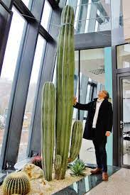 If you are planning to buy any cacti in the store, the prices start from $25 to around $1300 per piece. Giant Xxl Columns Cereus Cactus Succulents Plants Buy Online
