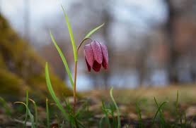 Datorita culesului abuziv, laleaua pestrita este pe cale de disparitie in unele. A Inflorit Laleaua PestriÈ›Äƒ Intr O PÄƒdure ProtejatÄƒ Din BistriÈ›a NÄƒsÄƒud Foto Video