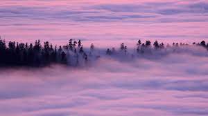 Red Woods Fog California Redwood National And State Parks Fog Verse Of The Day