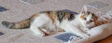 Pin On Common Cat Questions
