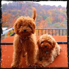 Very intelligent well trained great guard dog and fun energetics. Petite Goldendoodle Puppies Vito And Sadie 2 Goldendoodle Puppy Goldendoodle Cute Dogs