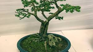 Pinamalayan Bonsai Exhibit Lecture Pinoy Bonsai Philippine Bonsai Youtube