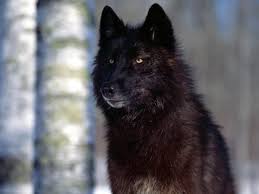 Elena Rugirello Adli Kullanicinin Animali Animals Panosundaki Pin Wolf Siyah Kurtlar Ve Hayvanlar