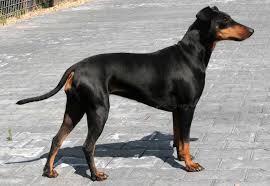 Manchester terriers are suitable to many types of homes. Manchester Terrier Dog Breed Information And Images K9 Research