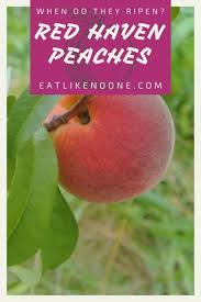 Click here for ripening dates and uses for milburn peaches. When Do Red Haven Peaches Ripen Eat Like No One Else