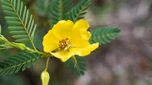 Image result for Chamaecrista parva