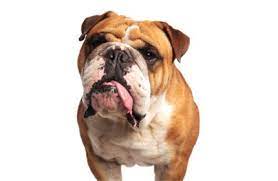 We would like to show you a description here but the site won't allow us. Die Beste Hundekrankenversicherung Fur Old English Bulldog Finden