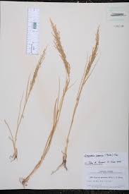 Image result for Eragrostis japonica