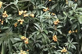 花言葉や種類まとめ ビワの葉や種の効果効能は 身の栄養や旬の季節は Horti ホルティ By Greensnap