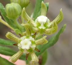 Image result for Grona setigera