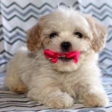 Maybe you would like to learn more about one of these? Cavachon Puppies For Sale Houston Tx 197638 Petzlover